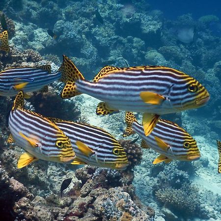 Shadow Palm Ξενοδοχείο Maafushi Εξωτερικό φωτογραφία